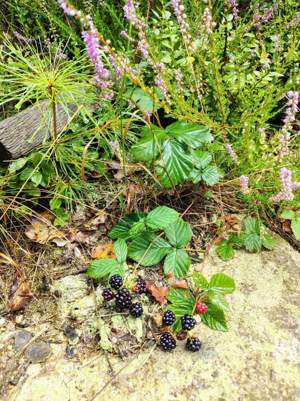 ZÁŘÍ – ČAS PLIC A NOVÝCH ZAČÁTKŮ